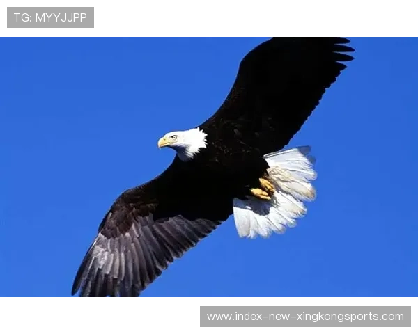 老鹰继续高歌猛进——力争上游的雄鹰精神激励你的每一天 老鹰继续高歌猛进——力争上游的雄鹰精神激励你的每一天